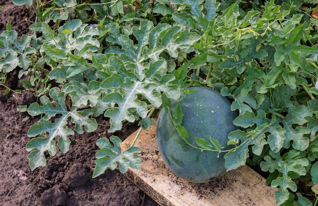 Watermelon on a green watermelon plantation in summer agricultural product