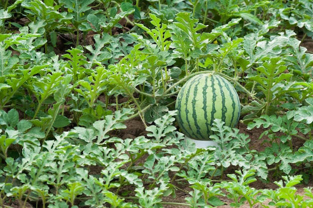 Watermelon on the green watermelon plantation in the summer,Agricultural watermelon field