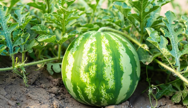 watermelon on the green watermelon plantations in the summer