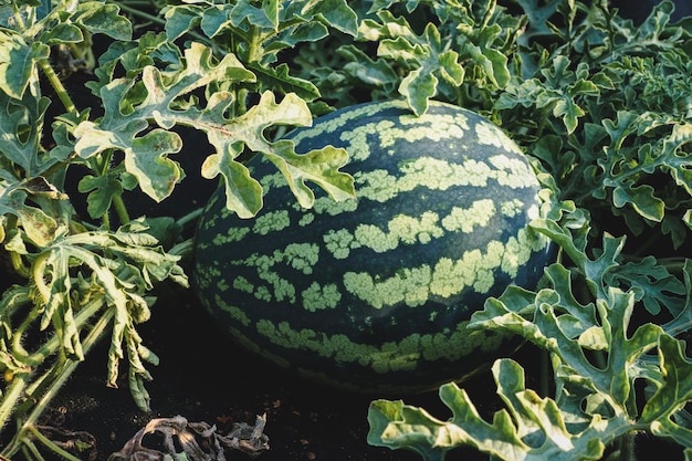 Watermelon growing in the garden ripe watermelon on vine closeup