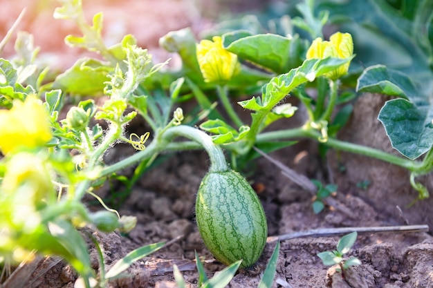 Watermelon growing in watermelon field fresh watermelon on ground agriculture small green watermelon farm with leaf tree plant in the field