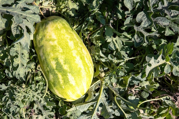 Watermelon In Organic Summer Garden