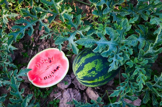 Watermelon slice in watermelon field fresh watermelon fruit on ground agriculture garden watermelon farm with leaf tree plant harvesting watermelons in the field