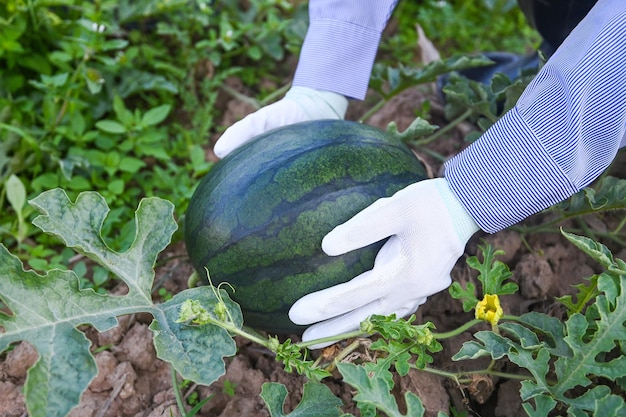 Watermelon in watermelon field fresh watermelon fruit on hand agriculture garden watermelon farm with leaf tree plant harvesting watermelons in the field