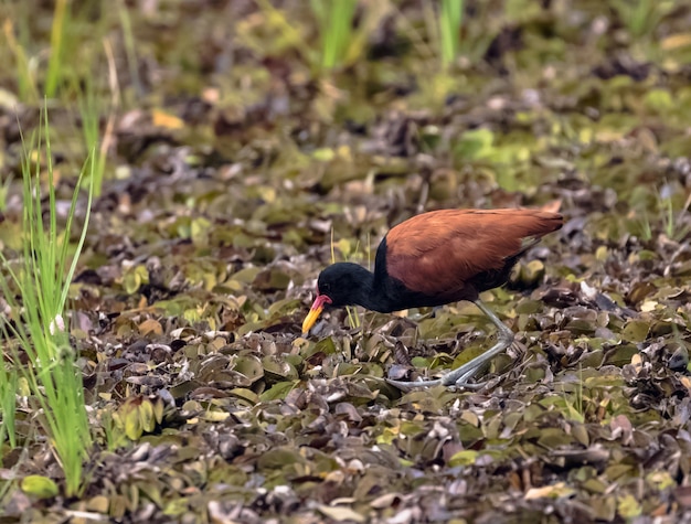 Wattled jacana walked in a dry pond