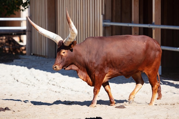 Watusi cattle Mammal and mammals Land world and fauna Wildlife and zoology