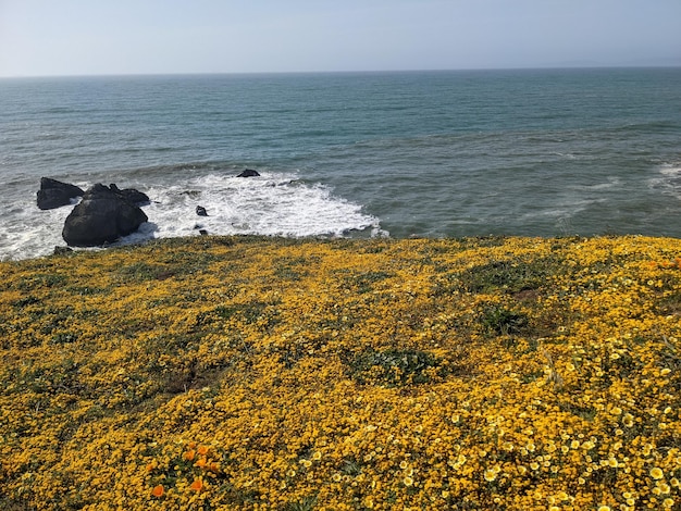 Wavecrest open space preserve