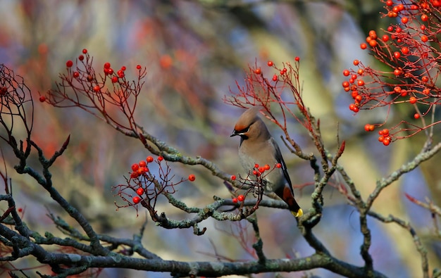 Waxwings feasting on winter berries