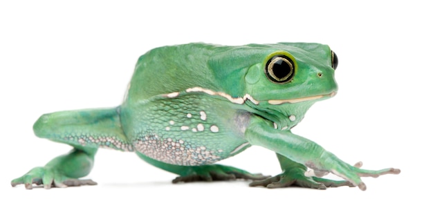 Waxy Monkey Leaf Frog Phyllomedusa sauvagii in front of white background