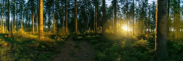 way in to the Forest panorama with sunsetlight