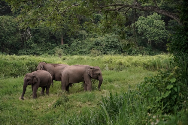 The way of life of Thai elephants or Asian elephants foraging in the forests of the northern part of Thailand in Lampang Province