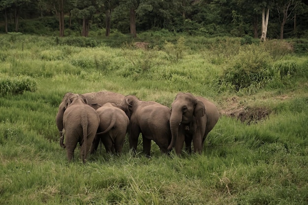 The way of life of Thai elephants or Asian elephants foraging in the forests of the northern part of Thailand in Lampang Province