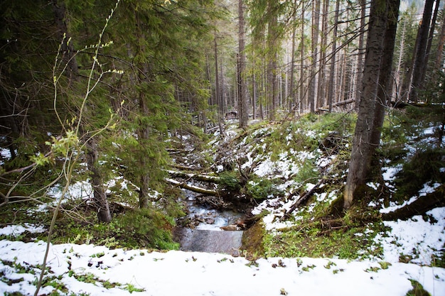 On the way to the sea eye in Poland The road to the forest High Tatras