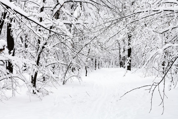 Way in snowy forest in overcast winter day