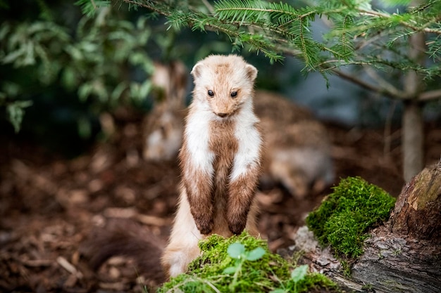 A weasel sits on a rock in a garden.