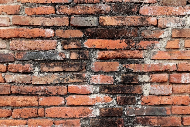 Weathered grunge red brick wall with fungus mold