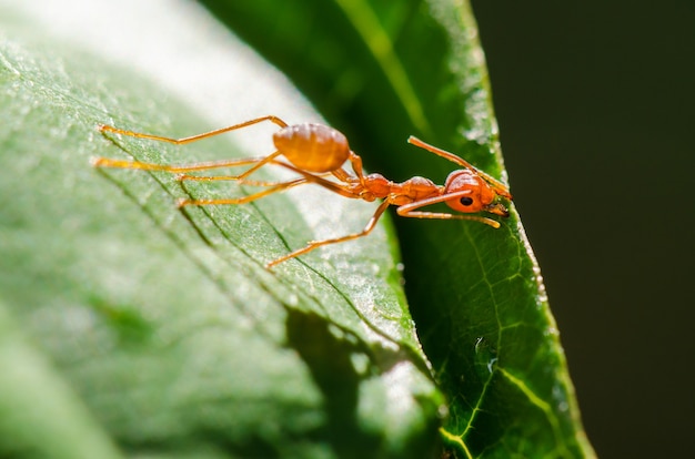 Weaver Ants or Green Ants (Oecophylla smaragdina) are working together to building a nest in Thailand