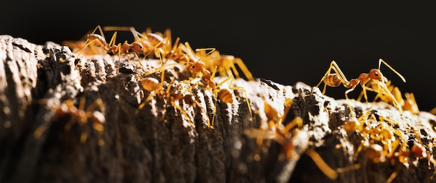 Weaver ants or Green ants Oecophylla