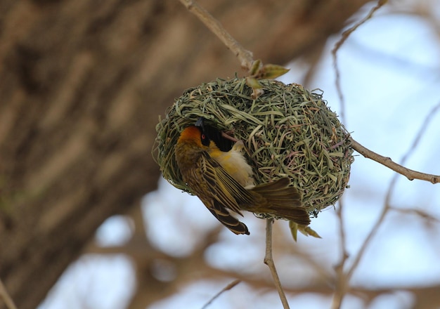 Photo weaver bird making a nest