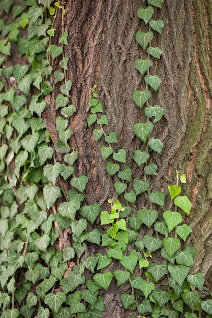 Weaving ivy on the bark of an old tree. natural texture, background, close-up.