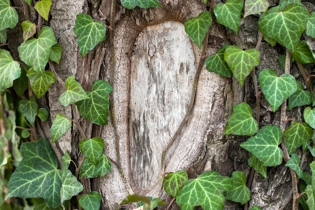 Weaving ivy on the bark of an old tree. natural texture, background, close-up.