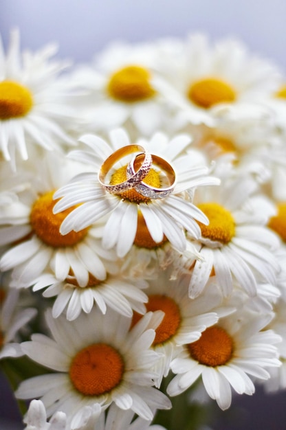 Wedding rings of the groom and bride lying on flowers daisies