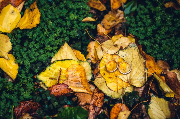 Wedding rings lie on yellow leaves and green grass