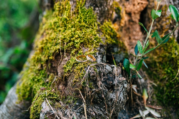 Wedding rings on a tree bark