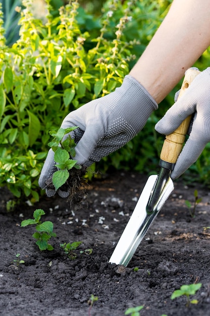 Weed removal in a garden with a long root care and cultivation of vegetables plant cultivation weed control root remover in the hands of a gardener vertical photo