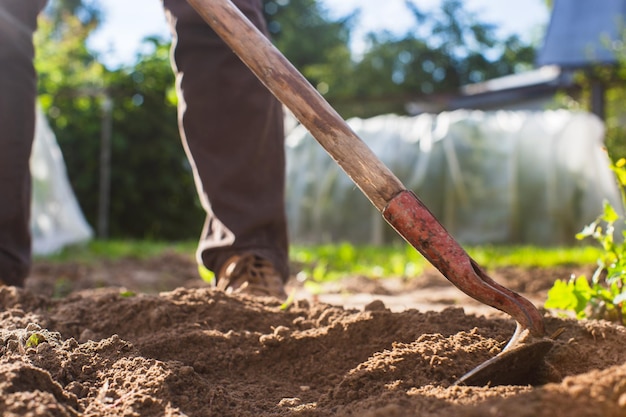 Weeding beds with agricultura plants growing in the garden Weed control in the garden Cultivated land closeup Agricultural work on the plantation