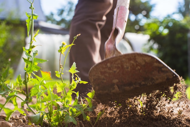 Weeding beds with agricultura plants growing in the garden Weed control in the garden Cultivated land closeup Agricultural work on the plantation