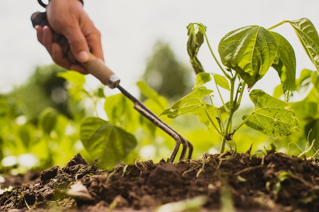 Weeding beds with agricultura plants growing in the garden Weed and pest control in the garden Cultivated land closeup