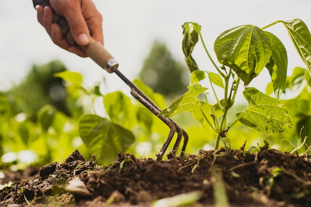 Weeding beds with agricultura plants growing in the garden Weed and pest control in the garden Cultivated land closeup