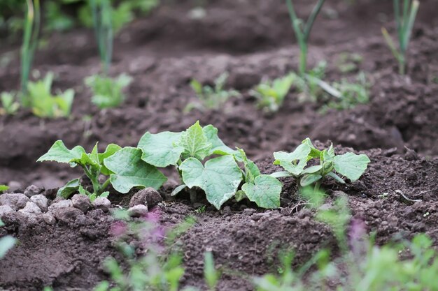 Weeding in kitchen garden. Young vegetables.