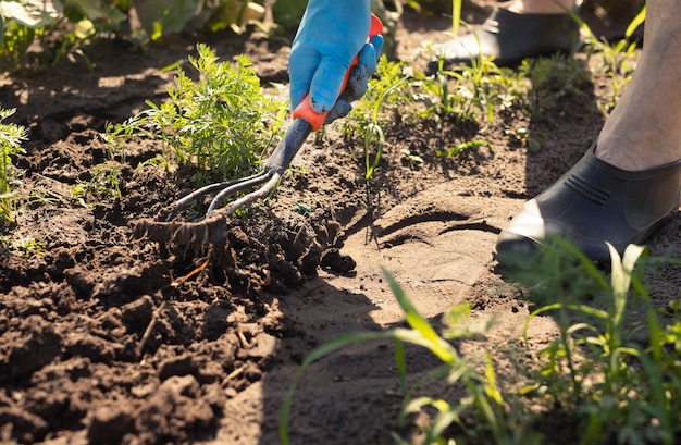 Weeding with hoe tool concept farmer legs and hand in glove removing weeds and working soil on farm ...