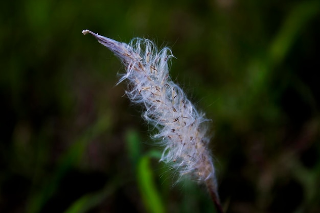 Photo weeds growing in the fields