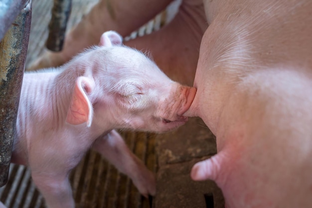 weekold newborn piglet is suckling from its mother in pig farmCloseup of Small piglet drinking milk