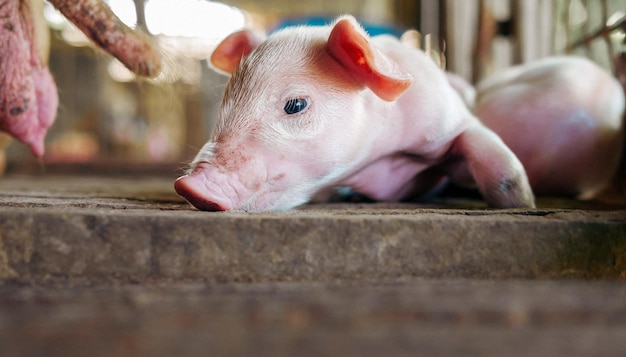 A weekold piglet cute newborn on the pig farm with other piglets Closeup