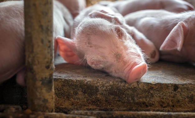 A weekold piglet cute newborn sleeping on the pig farm with other piglets Closeup