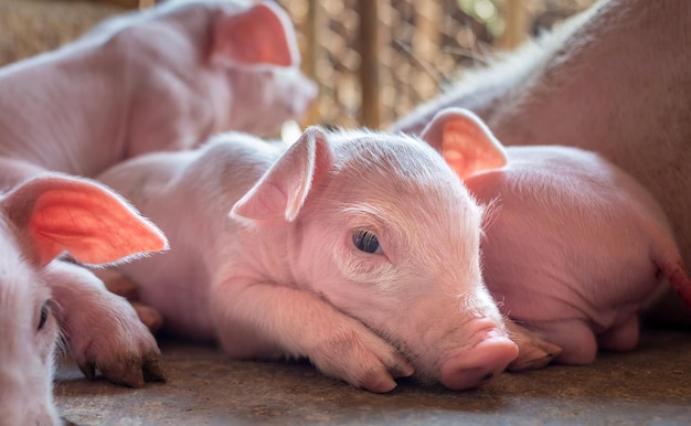 A weekold piglet cute newborn sleeping on the pig farm with other piglets