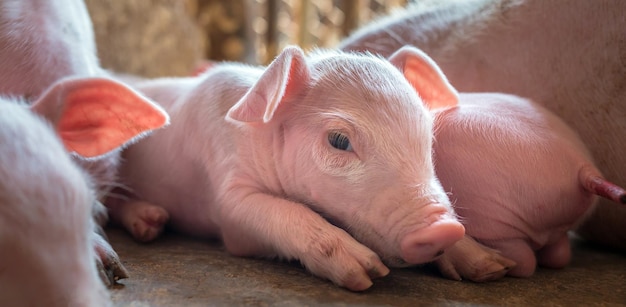 A weekold piglet cute newborn sleeping on the pig farm with other piglets