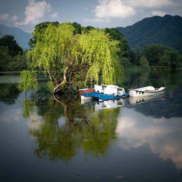 Weeping willow and boats are reflected in the lake Revine Lago Treviso Italy