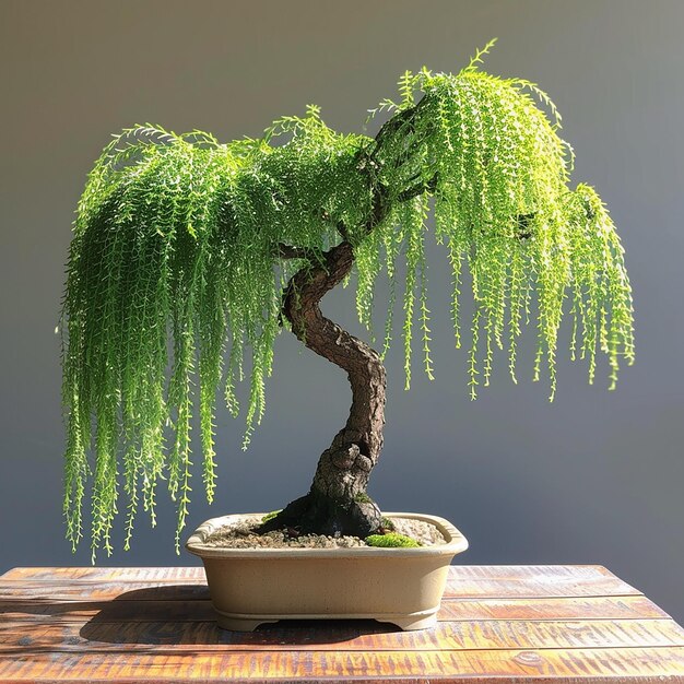 Photo weeping willow bonsai tree elegant indoor bonsai plant