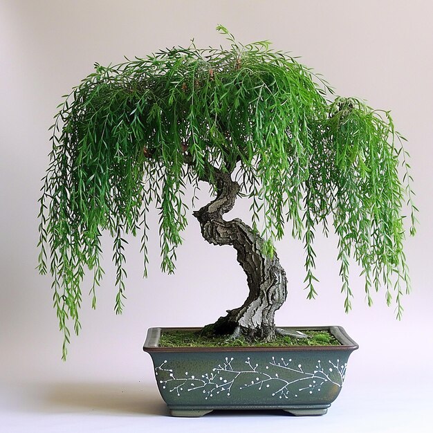 Photo weeping willow bonsai tree elegant indoor bonsai plant