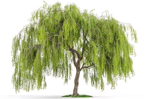 Photo weeping willow tree isolated on white background