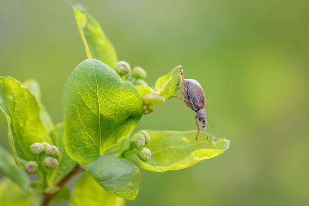 Weevil beetle sitting on a leaf of spirea in a spring garden Gardening plant pests