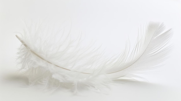 Weightless White Feather A Study in Soft Focus and Gentle Curves Ethereal Minimalism