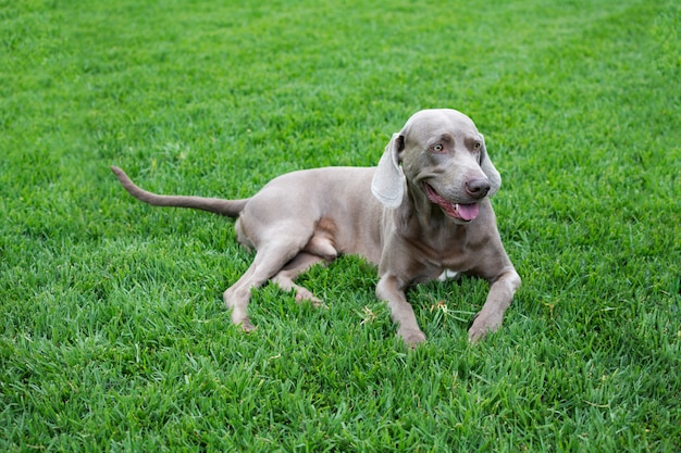 Weimaraner dog isolated on green grass