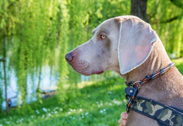 weimaraner's dog in the park