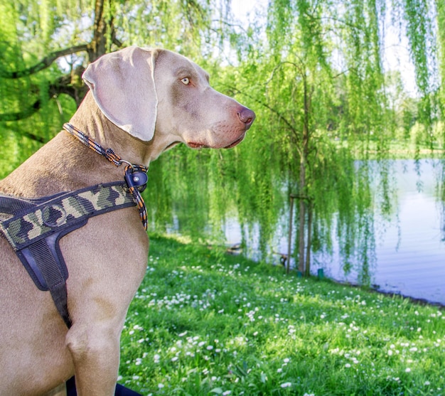 weimaraner's dog in the park